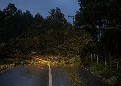 Vecinos despejan árboles caídos durante la madrugada en ruta Frutillar–Tegualda