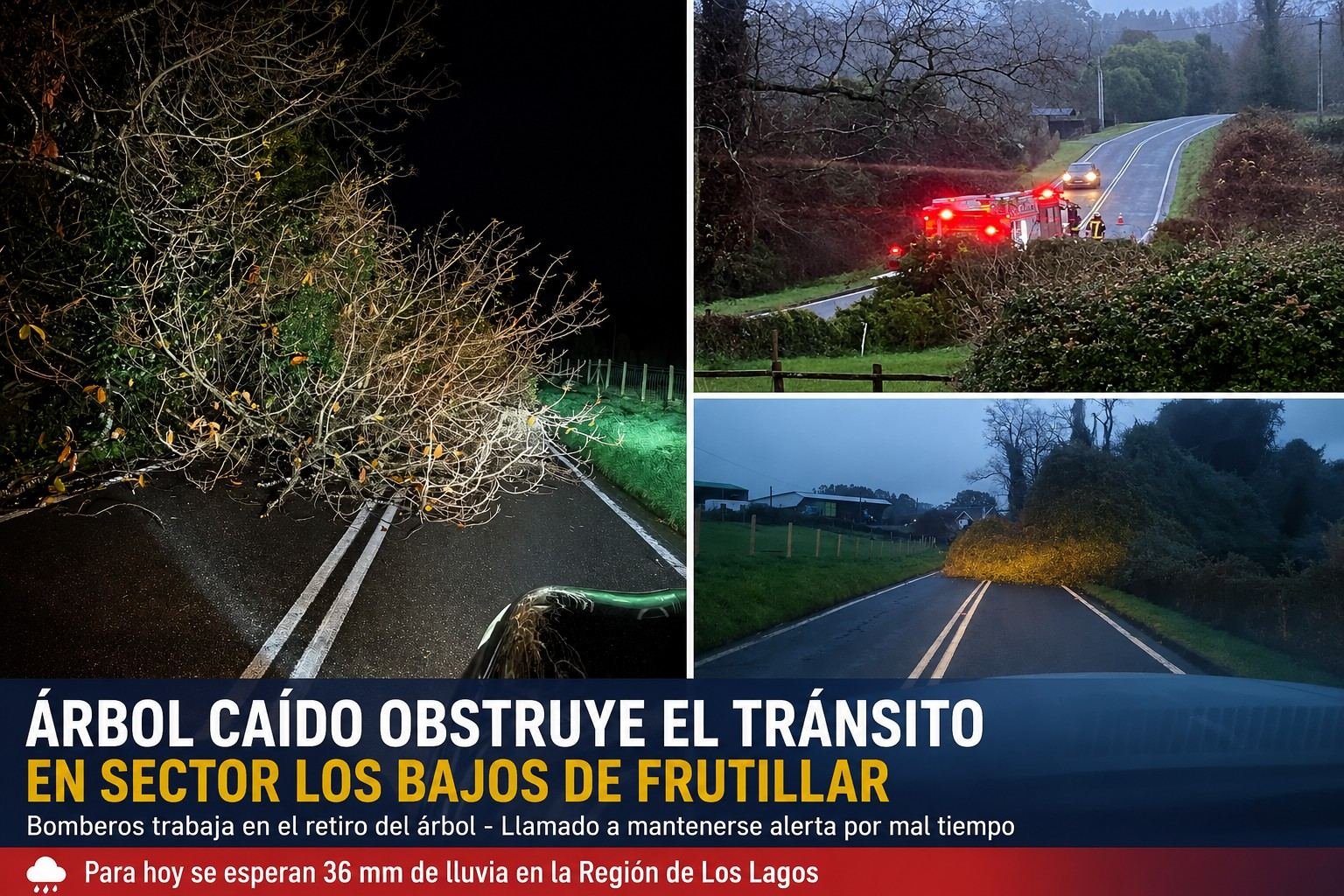 Árbol caído interrumpe el tránsito en el sector Los Bajos de Frutillar