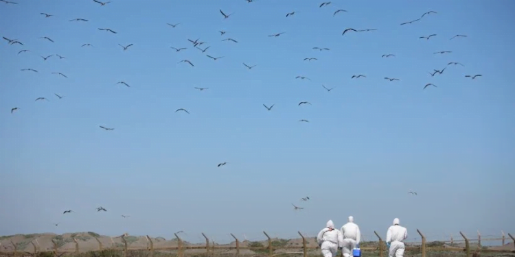 Confirman primer caso de influenza aviar en la Región de Los Lagos