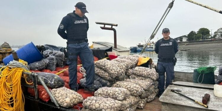 Detectaron en Calbuco embarque de almejas con marea roja proveniente de Aysén