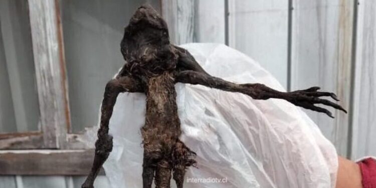 Preocupación en Reumén por hallazgo de extraño cuerpo en el patio de una vivienda