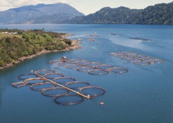 Debate por jaulas de salmones en el Lago Llanquihue reabre discusión sobre regulación y protección legal