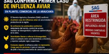 Confirman primer caso de influenza aviar en plantel comercial en La Araucanía