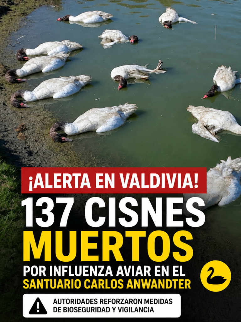 ALERTA SANITARIA EN VALDIVIA: 137 CISNES DE CUELLO NEGRO MUEREN EN EL SANTUARIO CARLOS ANWANDTER